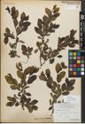 Foto von Salix myrsinifolia Salisb.
